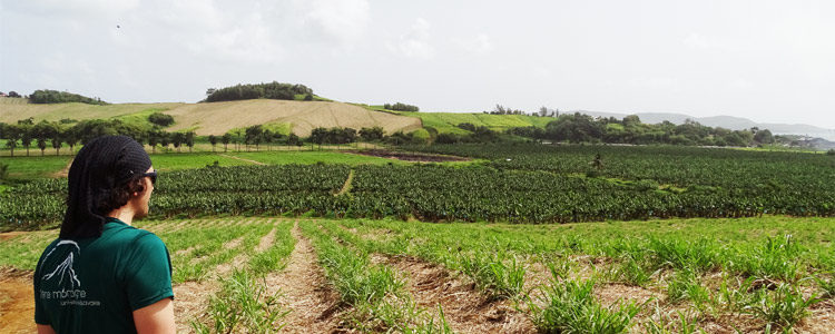 Edytem Projet Chlordécone Aux Antilles Françaises