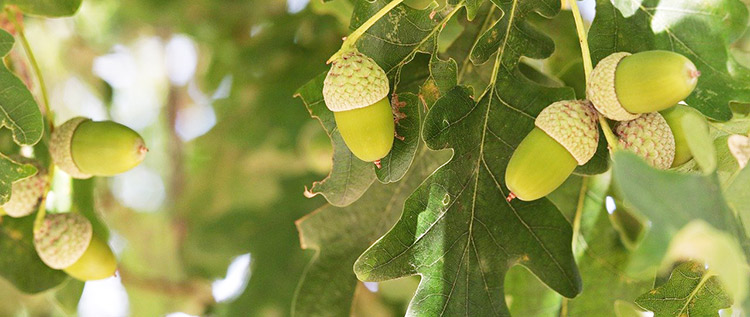 arbre fruitier concours energetique