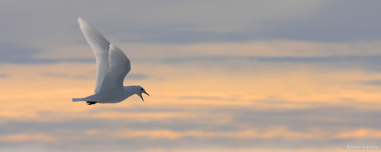 Une mouette ivoire effectue son retour à la colonie en volant dans le ciel.