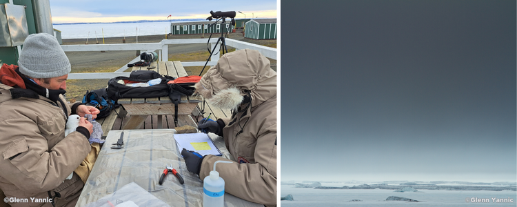 l’arctique, terrain de recherche depuis quinze ans pour glenn yannic, chercheur du leca