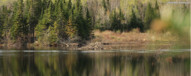 Légende : Hutte de castors, le barrage associé, construits l'année dernière, ayant complètement transformé le paysage terrestre et aquatique du secteur.